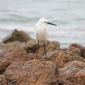 IMG_7865 Little Egret.JPG